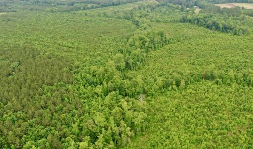 Photo #41 of SOLD property in Off Church Hill Road, Macon, NC 87.4 acres