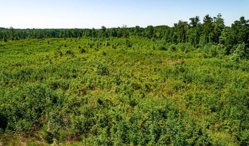 Photo #28 of SOLD property in Off Pleasant Grove Road, Halifax, VA 106.0 acres