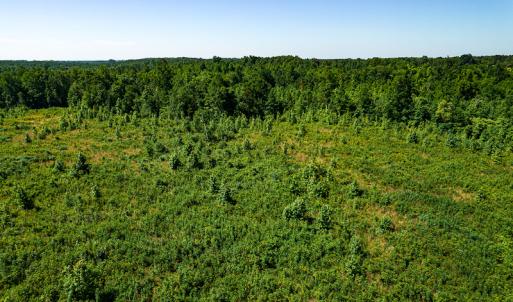 Photo #30 of SOLD property in Off Pleasant Grove Road, Halifax, VA 106.0 acres