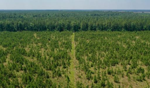 Photo #18 of SOLD property in Off Hwy 158, Jackson, NC 57.4 acres