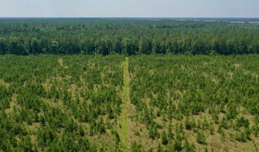 Photo #19 of SOLD property in Off Hwy 158, Jackson, NC 57.4 acres