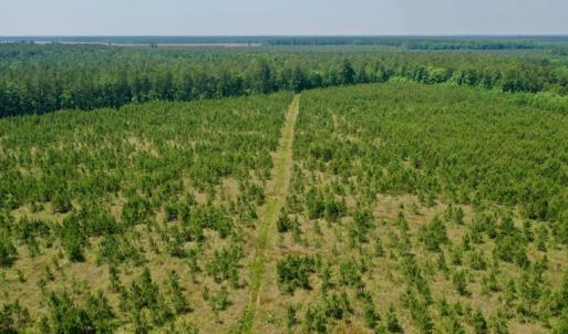 Photo #20 of SOLD property in Off Hwy 158, Jackson, NC 57.4 acres