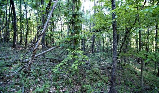 Photo #6 of SOLD property in Off Mica Road, Ridgeway, VA 5.3 acres