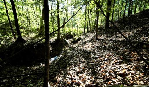 Photo #16 of SOLD property in Off Mica Road, Ridgeway, VA 5.3 acres