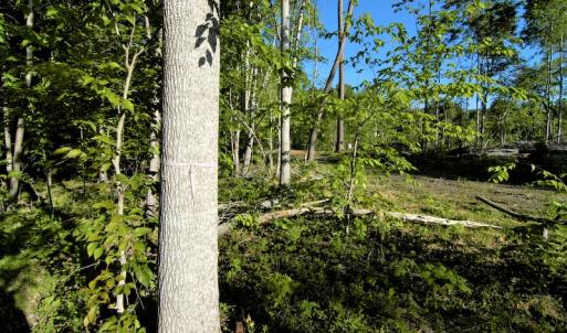 Photo #10 of SOLD property in Off Mica Road, Ridgeway, VA 5.3 acres