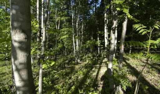Photo #11 of SOLD property in Off Mica Road, Ridgeway, VA 5.3 acres
