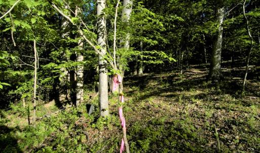 Photo #12 of SOLD property in Off Mica Road, Ridgeway, VA 5.3 acres