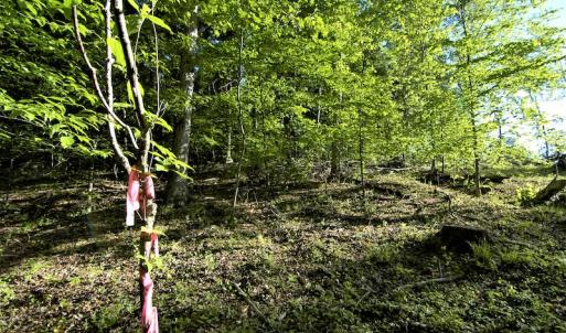 Photo #13 of SOLD property in Off Mica Road, Ridgeway, VA 5.3 acres
