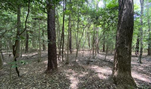 Photo #14 of SOLD property in Off General Mahone Highway, Waverly, VA 41.0 acres