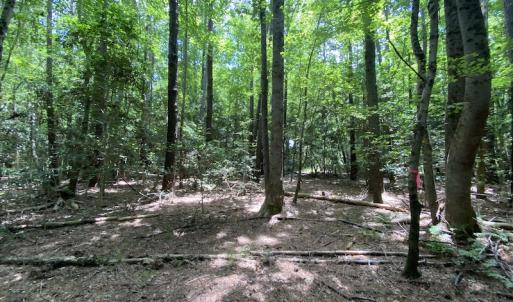 Photo #15 of SOLD property in Off General Mahone Highway, Waverly, VA 41.0 acres