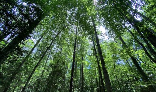 Photo #16 of SOLD property in Off General Mahone Highway, Waverly, VA 41.0 acres