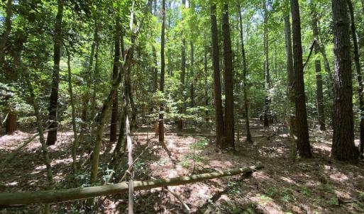 Photo #17 of SOLD property in Off General Mahone Highway, Waverly, VA 41.0 acres