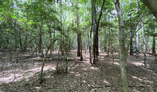 Photo #20 of SOLD property in Off General Mahone Highway, Waverly, VA 41.0 acres