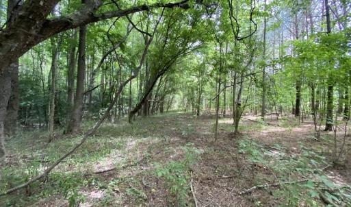 Photo #21 of SOLD property in Off General Mahone Highway, Waverly, VA 41.0 acres