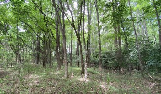 Photo #23 of SOLD property in Off General Mahone Highway, Waverly, VA 41.0 acres