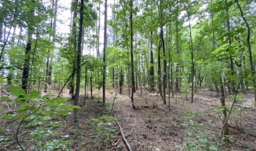 Photo #24 of SOLD property in Off General Mahone Highway, Waverly, VA 41.0 acres