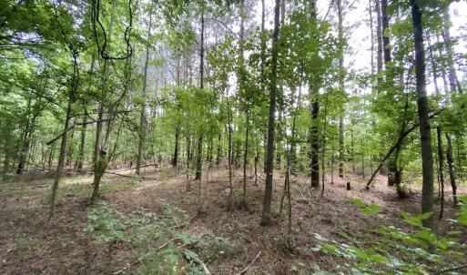 Photo #25 of SOLD property in Off General Mahone Highway, Waverly, VA 41.0 acres