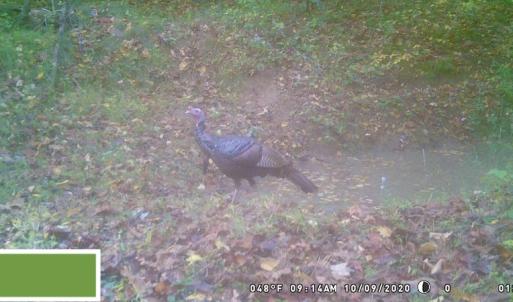 Photo #61 of SOLD property in 2880 South Buffalo Rd, Lexington, VA 341.1 acres