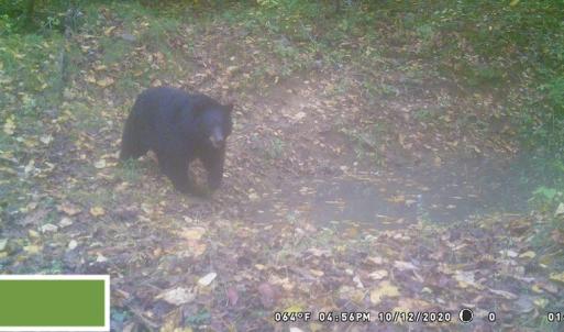 Photo #62 of SOLD property in 2880 South Buffalo Rd, Lexington, VA 341.1 acres