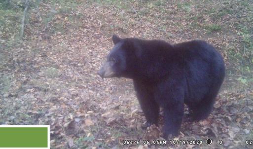 Photo #63 of SOLD property in 2880 South Buffalo Rd, Lexington, VA 341.1 acres