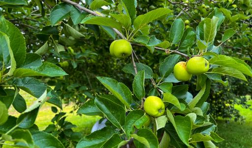 Photo #26 of 2235 Cherry Grove Road, Yanceyville, NC 11.2 acres