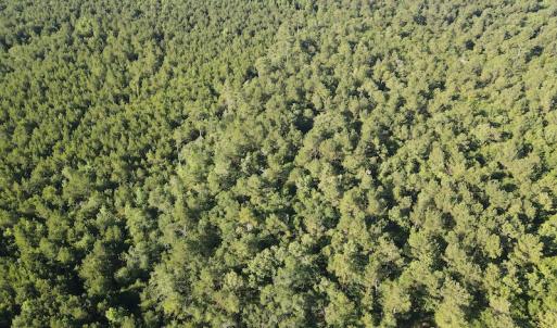 Photo #29 of Off Johnsontown Road, Elizabethtown, NC 129.5 acres