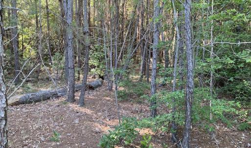Photo #5 of Off Johnsontown Road, Elizabethtown, NC 129.5 acres