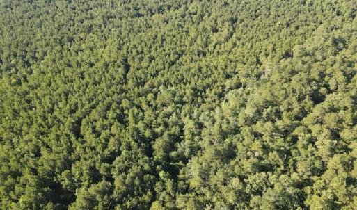 Photo #33 of Off Johnsontown Road, Elizabethtown, NC 129.5 acres