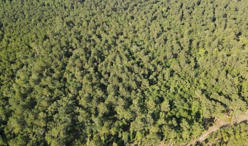 Photo #35 of Off Johnsontown Road, Elizabethtown, NC 129.5 acres
