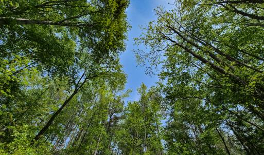 Photo #8 of 1035 Mill Road, Clover, VA 217.9 acres