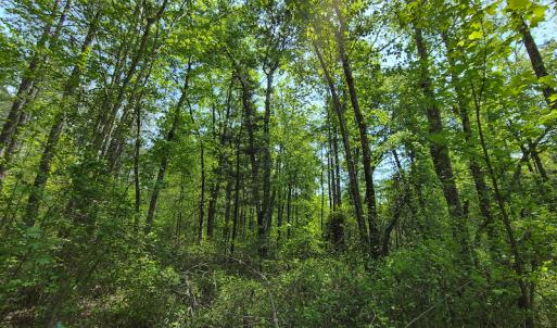 Photo #9 of 1035 Mill Road, Clover, VA 217.9 acres