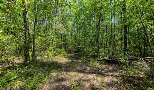 Photo #10 of 1035 Mill Road, Clover, VA 217.9 acres