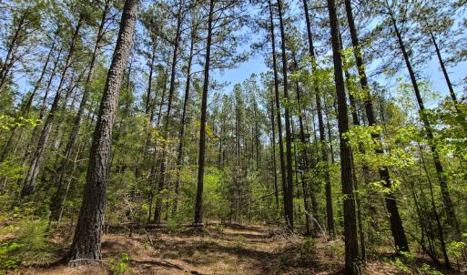Photo #11 of 1035 Mill Road, Clover, VA 217.9 acres