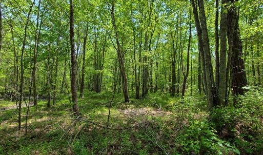 Photo #13 of 1035 Mill Road, Clover, VA 217.9 acres