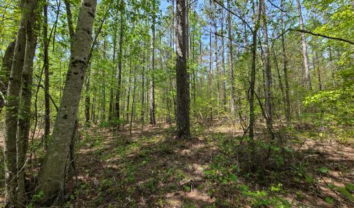 Photo #14 of 1035 Mill Road, Clover, VA 217.9 acres