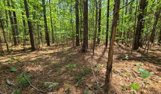 Photo #17 of 1035 Mill Road, Clover, VA 217.9 acres