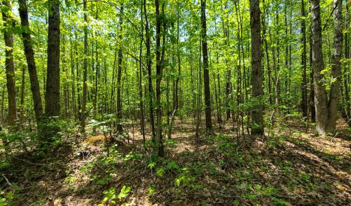Photo #19 of 1035 Mill Road, Clover, VA 217.9 acres