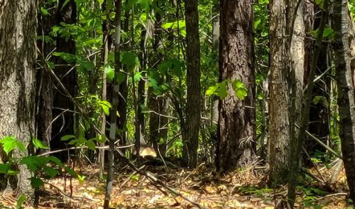 Photo #22 of 1035 Mill Road, Clover, VA 217.9 acres