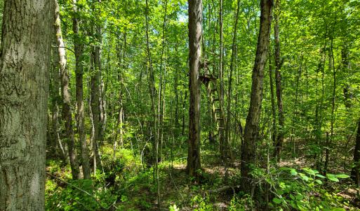 Photo #29 of 1035 Mill Road, Clover, VA 217.9 acres