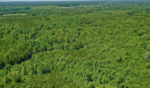 Photo #7 of SOLD property in Off Old Macon Hwy, Macon, NC 42.0 acres