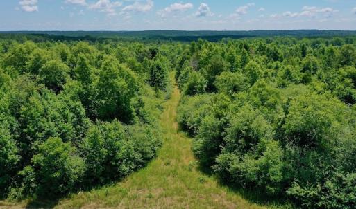 Photo #17 of SOLD property in Off Old Macon Hwy, Macon, NC 42.0 acres