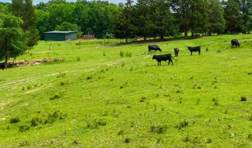 Photo #15 of SOLD property in Off Ephesus Church Road, Semora, NC 34.1 acres
