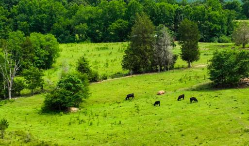 Photo #27 of SOLD property in Off Ephesus Church Road, Semora, NC 34.1 acres