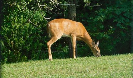 Photo #27 of SOLD property in 717 Glade Creek Road, Woodlawn, VA 4.0 acres