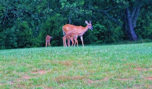 Photo #31 of SOLD property in 717 Glade Creek Road, Woodlawn, VA 4.0 acres