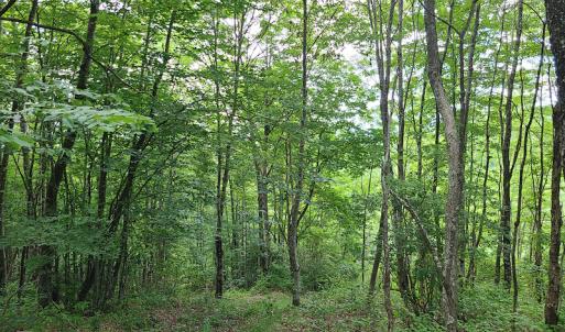 Photo #29 of Off Pond Mountain Lane, Whitetop, VA 186.5 acres
