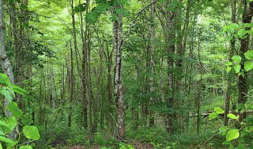 Photo #30 of Off Pond Mountain Lane, Whitetop, VA 186.5 acres