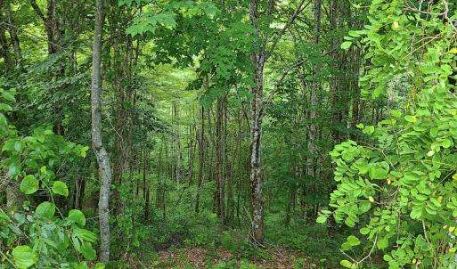 Photo #31 of Off Pond Mountain Lane, Whitetop, VA 186.5 acres
