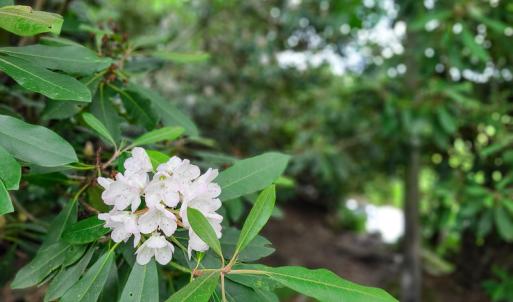 Photo #38 of Off Pond Mountain Lane, Whitetop, VA 186.5 acres