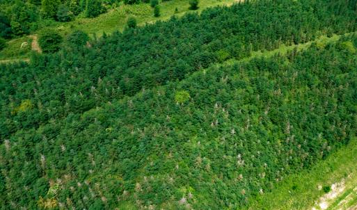 Photo #23 of Off Pond Mountain Lane, Whitetop, VA 186.5 acres